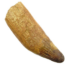 Echter Dinosaurierzahn des Spinosaurus 8,5 cm