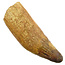 Real dinosaur tooth of the spinosaurus 8,5 cm