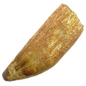 Real dinosaur tooth of the spinosaurus 8,5 cm