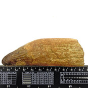 Echter Dinosaurierzahn des Spinosaurus 8,5 cm