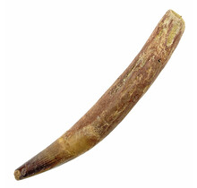 Real dinosaur tooth of the spinosaurus 10 cm