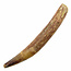 Real dinosaur tooth of the spinosaurus 10 cm
