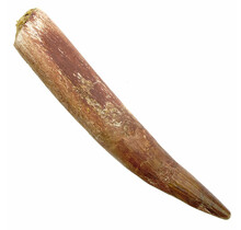Real dinosaur tooth of the spinosaurus 10 cm