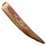 Real dinosaur tooth of the spinosaurus 10 cm