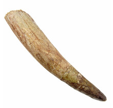 Real dinosaur tooth of the spinosaurus 12 cm