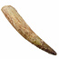 Real dinosaur tooth of the spinosaurus 12 cm