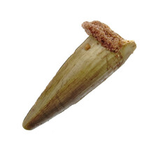Pterosaur tooth from Morocco
