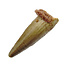 Pterosaur tooth from Morocco