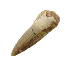 Pterosaur tooth from Morocco