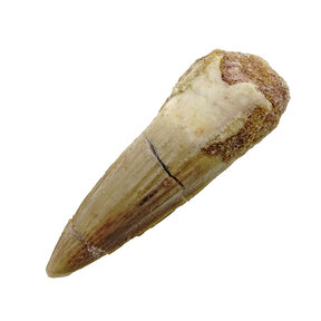 Pterosaurierzahn