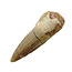 Pterosaur tooth from Morocco