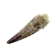 Pterosaur tooth from Morocco
