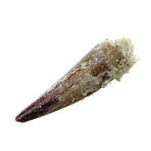 Pterosaur tooth