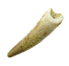Pterosaur tooth from Morocco
