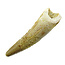 Pterosaur tooth from Morocco