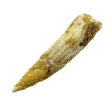 Pterosaur tooth from Morocco