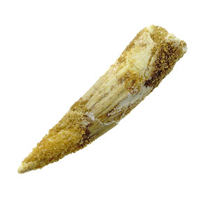 Pterosaur tooth