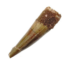 Pterosaur tooth from Morocco