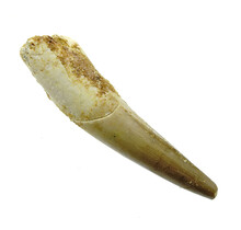 Pterosaur tooth from Morocco