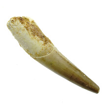 Pterosaur tooth