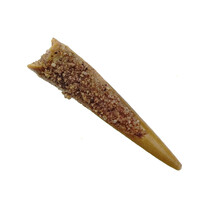 Pterosaur tooth from Morocco