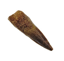 Pterosaur tooth from Morocco
