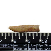 Pterosaur tooth from Morocco
