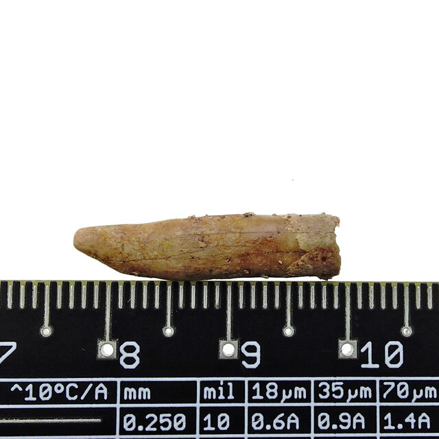 Pterosaur tooth from Morocco