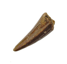 Pterosaur tooth from Morocco