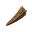 Pterosaur tooth from Morocco