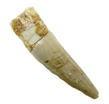 Pterosaur tooth from Morocco