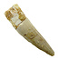Pterosaur tooth from Morocco