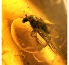 Baltic amber with enclosed fly