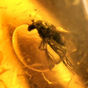 Barnsteen met ingesloten insect