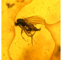 Baltic amber with enclosed fly