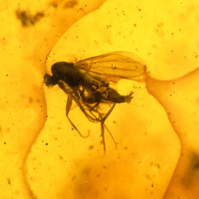 Amber with enclosed insect