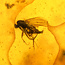 Baltic amber with enclosed fly