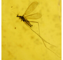Baltic amber with enclosed mosquito