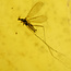 Baltic amber with enclosed mosquito