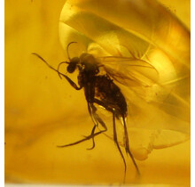 Baltic amber with enclosed fly