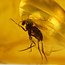 Baltic amber with enclosed fly