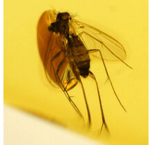 Baltic amber with enclosed mosquito
