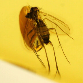 Amber with enclosed insect