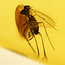 Baltic amber with enclosed mosquito
