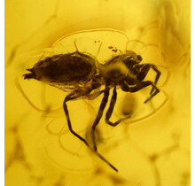 Baltischer Bernstein mit eingeschlossenem Wespe und Spinne