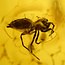 Baltischer Bernstein mit eingeschlossenem Wespe und Spinne