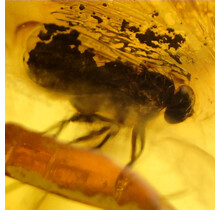 Baltic amber with enclosed fly