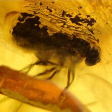 Amber with enclosed insect