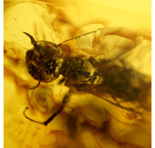 Baltic amber with enclosed wasp