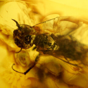 Barnsteen met ingesloten insect